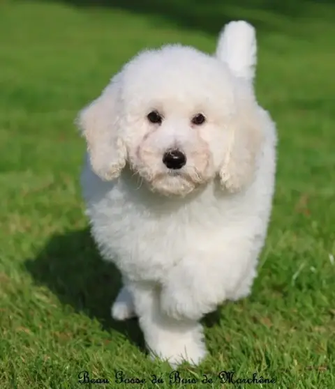 Caniche  Beau Gosse Du Bois De Morchène photo 2