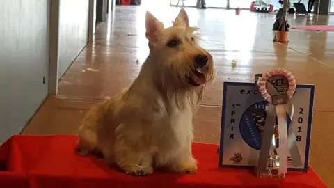 Scottish Terrier  Bruce "Bleu" Du Clan Des Petits Col 8d477 photo 2