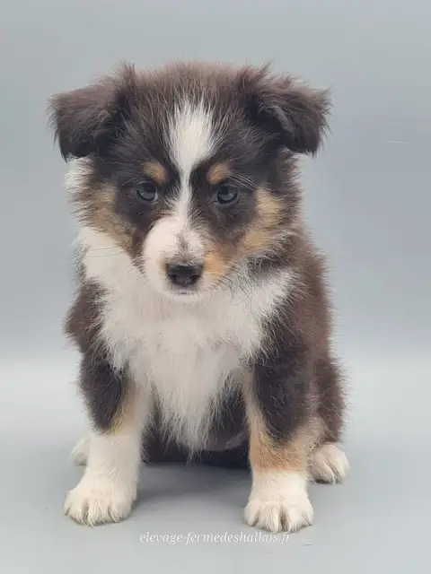 Shetland Sheepdog  Bélénis Du Mont De La Chenaie photo 2