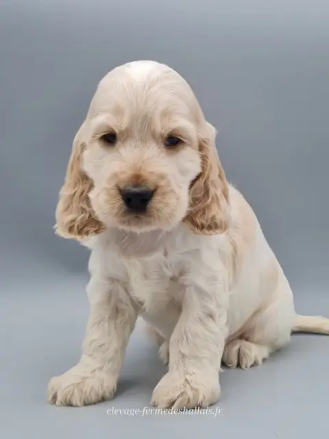 Cocker Spaniel Anglais  Basil Du Mont De La Chenaie 4c69e photo 2