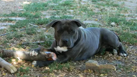 American Staffordshire Terrier  Chiot N°1 De La Taver 20ace photo 3
