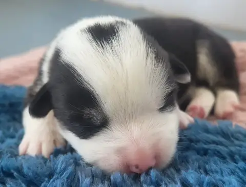 Welsh Corgi Pembroke  Benito