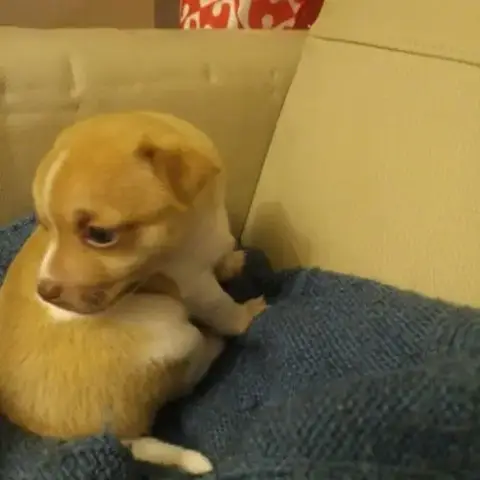 Chihuahua A Reserver