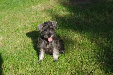 Schnauzer Miniature  Berlioz A L'Ouest Des Prés De L' e3b07 photo 2