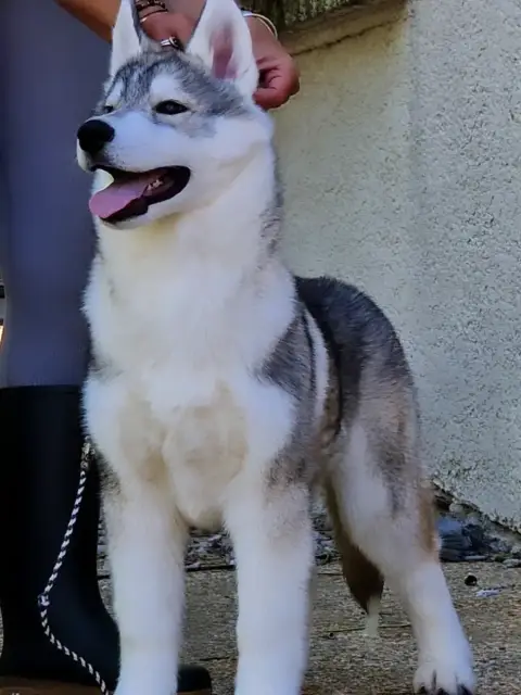 Siberian Husky  Another Love For Life Of Nashkaia photo 3