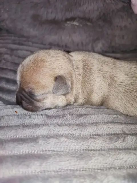 Chihuahua  Chiot 1 Du Gang Des Calinounoux