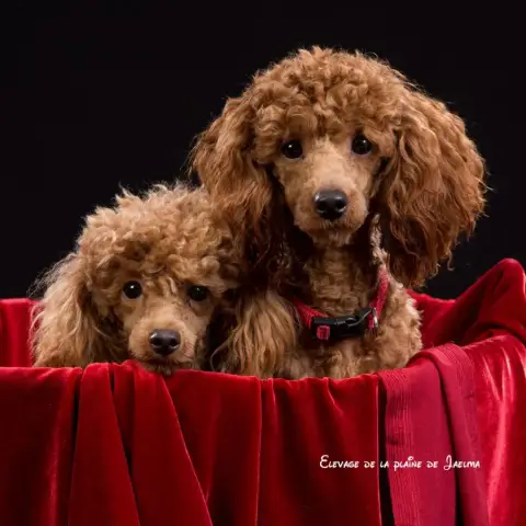 Caniche  Blood De La Cour De Mimali photo 2