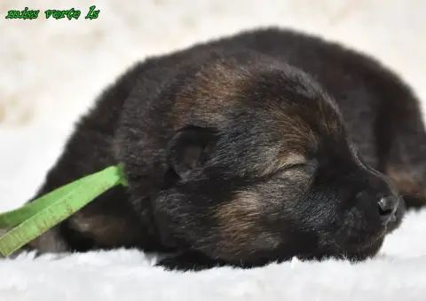 Eurasier  Chiot 3 Des Legendes De Retz photo 3