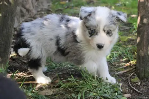 Border Collie  Bamby