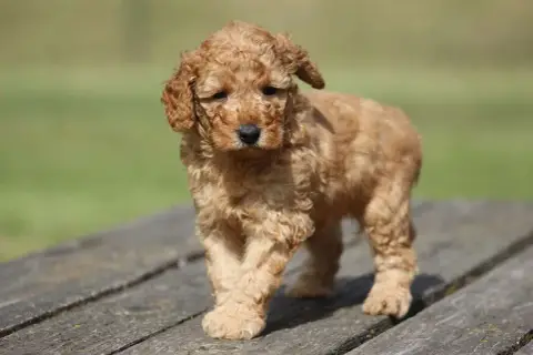 Caniche  Chiot N°1 De L'Angelarde