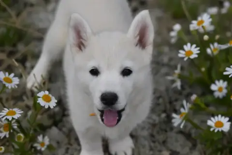 Siberian Husky  Boreas Aurore Siberian Southeast photo 2