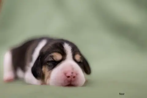 Beagle  Collier Noir Du Domaine D'Amandine