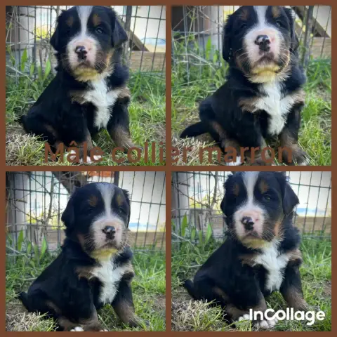 Bouvier Bernois  Chiot 7 De L'Horizon Des Costes photo 2