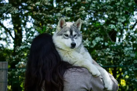 Siberian Husky  Arcane Du Royaume De L'Etoile Bleue a1c57