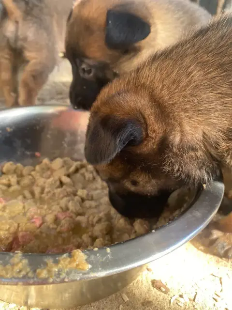 Berger Belge  Chiot N°6 Du Domaine De La Rebeyrie
