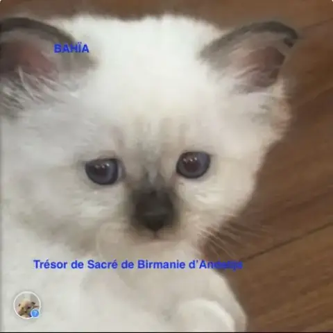 Chatons À Résérver Sur Paris
