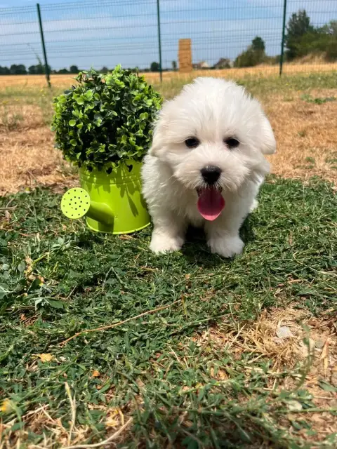 Coton De Tulear 
                        Basilio De J b1513