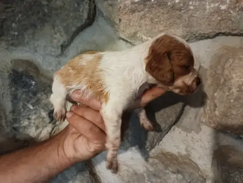 Epagneul Breton  Chiot N°8 Des Terres Aniciennes