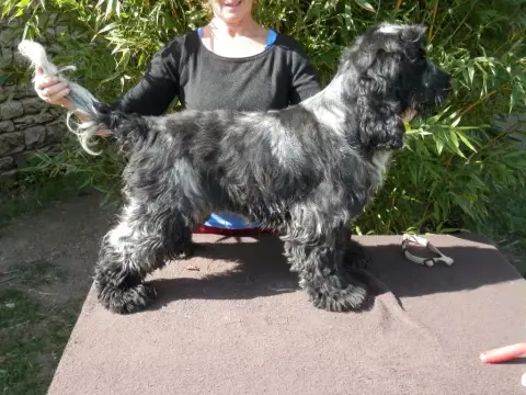 Cocker Spaniel Anglais  F1 - photo 3