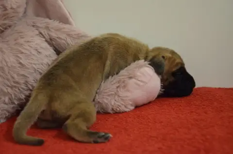 Dogue Allemand  Byanka Des Zamours De Caux photo 3