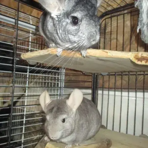Jeune Chinchilla