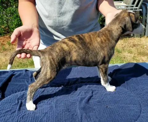 Whippet  Chiot N°5 Des Terres Du Doux Lieu photo 2