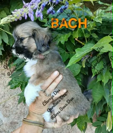 Lhassa Apso  Bach Des Gardiens Des Reves Sous Dun photo 2