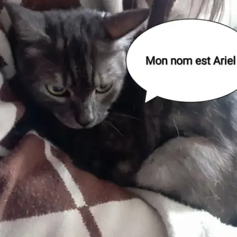 Ariel Chatte Adulte