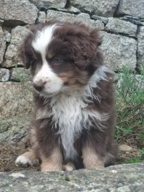Berger Américain Miniature  Chiot Bam photo 2