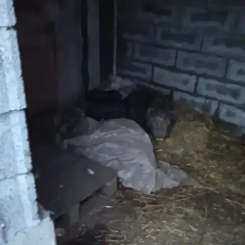 Cochon Vietnamien