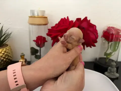 Chihuahua  Chiot N°2B Des Roses De Lolita