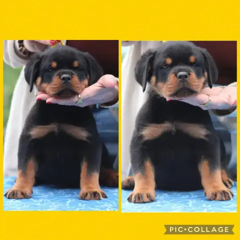Rottweiler  Chiot 5 Of Legend Mysteria