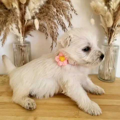 West Highland White Terrier  Barry