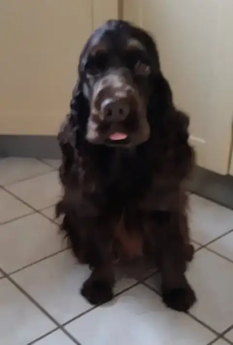 Cocker Spaniel Anglais photo 2