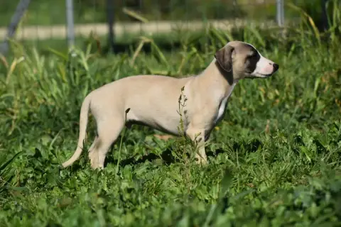 Whippet  Biscuit À L'Orange Des Milles Folies photo 3