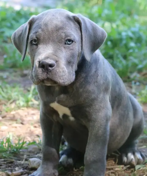 Cane Corso  Bailey Dei Protettori Della Corona