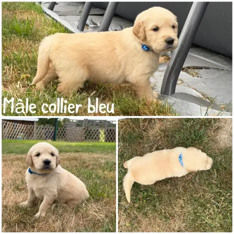 Golden Retriever 
                        Mâle Collie 5daa8