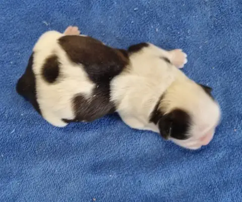 Shih Tzu  Chiot N°1 Des Hirondelles Du Voyage photo 3