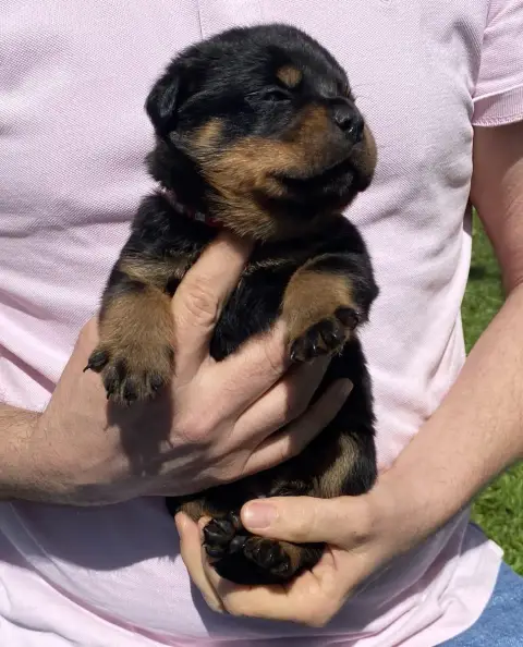 Rottweiler photo 3