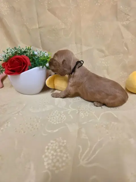 Cocker Spaniel Anglais 
                        B.... 9a1bd