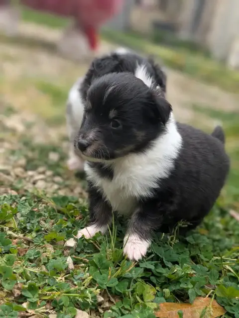 Shetland Sheepdog  Chiot N°1 De L'Arche De Sarah