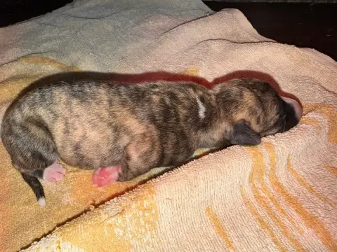 Whippet  Chiot 1 Du Haras Eclair Horside'Whip photo 2