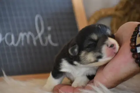 Welsh Corgi Pembroke  Bambi Des Bories De Yakoubia photo 3
