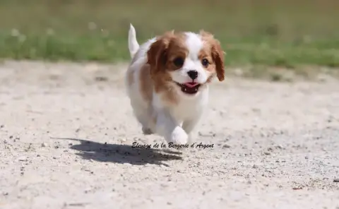 Cavalier King Charles Spaniel  Bess De La Bergerie D' 85e7a