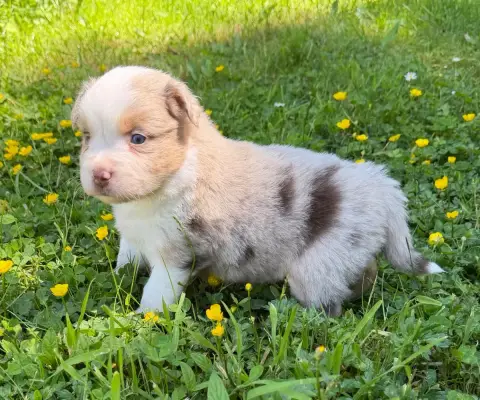 Berger Américain Miniature  Chiot N°3