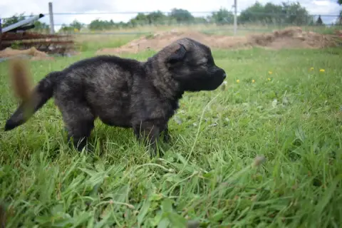 Berger Allemand Poil Long  Chiot N°6 Une Patte De Dia 5f3b7