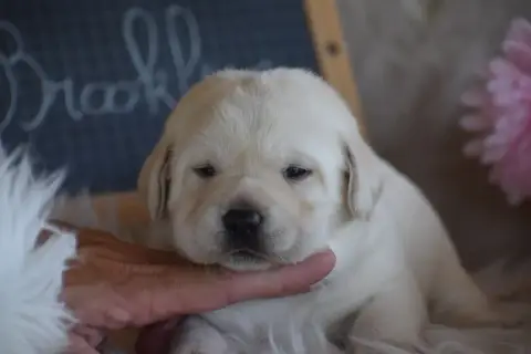 Labrador Retriever  Brooklyn Des Bories De Yakoubia b12f9 photo 3
