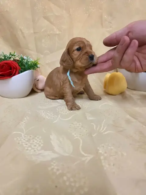 Cocker Spaniel Anglais 
                        B.... 45c2a photo 2
