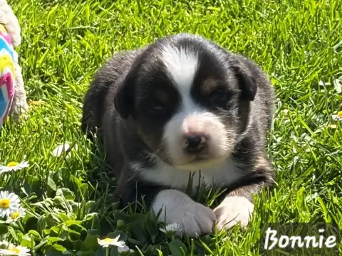 Berger Australien  Bonnie De L'Amour De L'Arche De No a545b