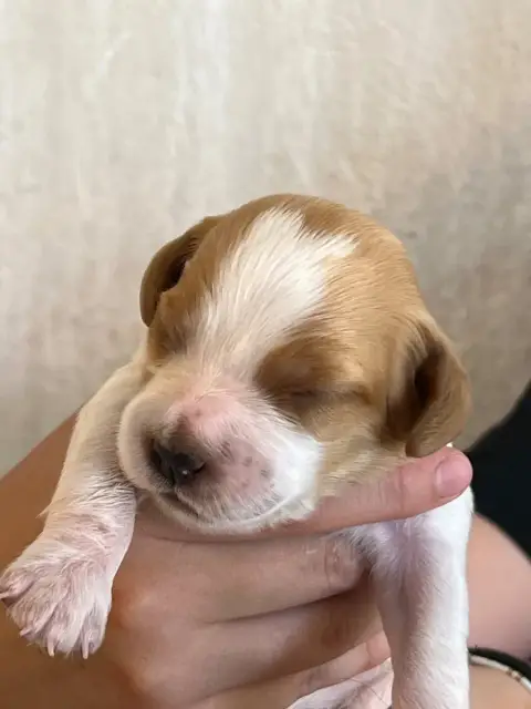 Epagneul Breton  Chiot N°3 De Torlhak